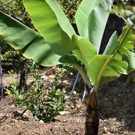 Finca El Majuelo Prázdninový dům *
